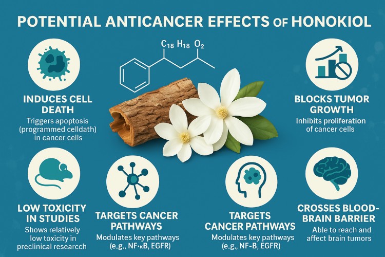 Infographic showing how honokiol from Magnolia bark may fight cancer by inducing cell death, targeting tumor growth, crossing the blood-brain barrier, and showing low toxicity