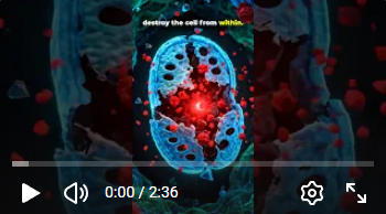  Diagram of methylene blue acting as electron shuttle: reducing superoxide radicals to hydrogen peroxide and further ROS species in cancer cells