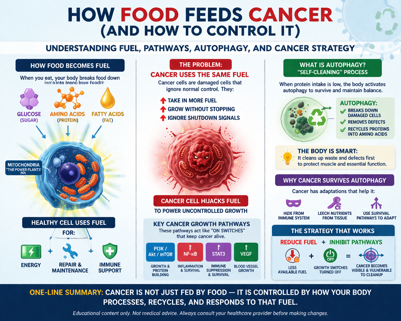 how food feeds cancer diagram showing autophagy cancer metabolism pathways and cellular fuel use