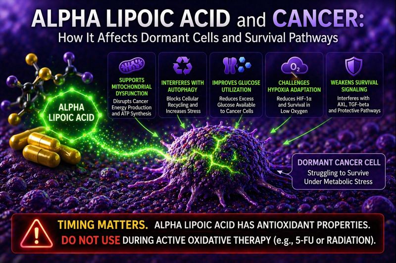 alpha lipoic acid affecting cancer metabolism and dormant cell survival pathways diagram