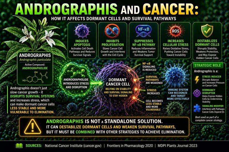 andrographis affecting cancer cell stress pathways and dormant cell survival diagram
