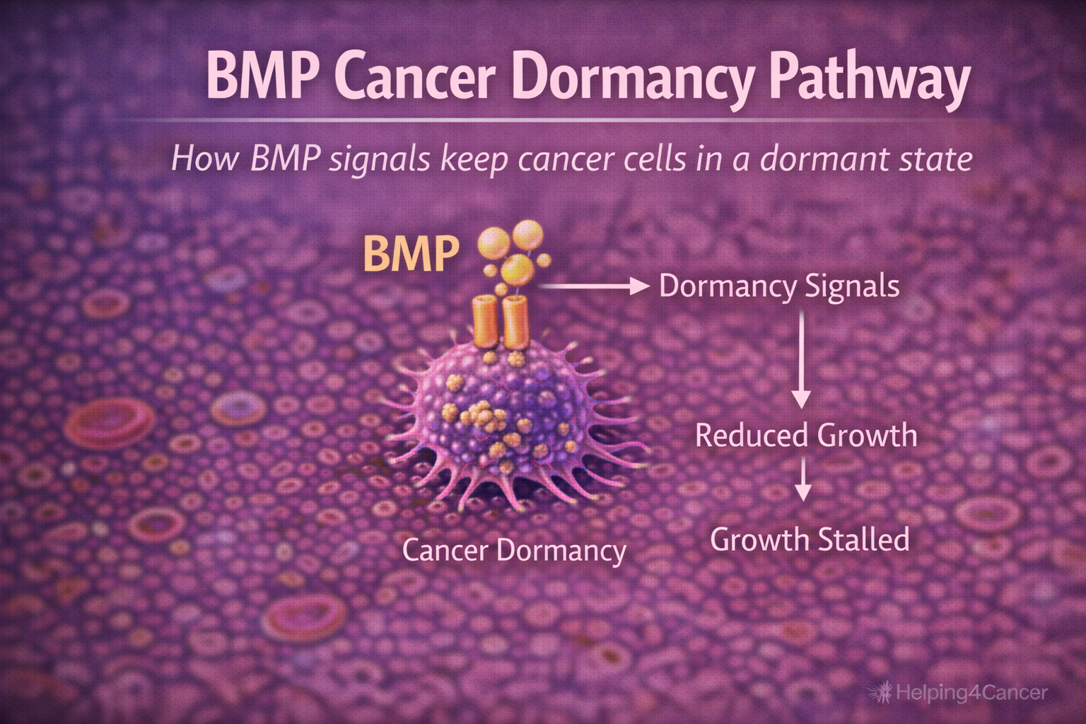 bmp signaling keeping cancer cells dormant diagram