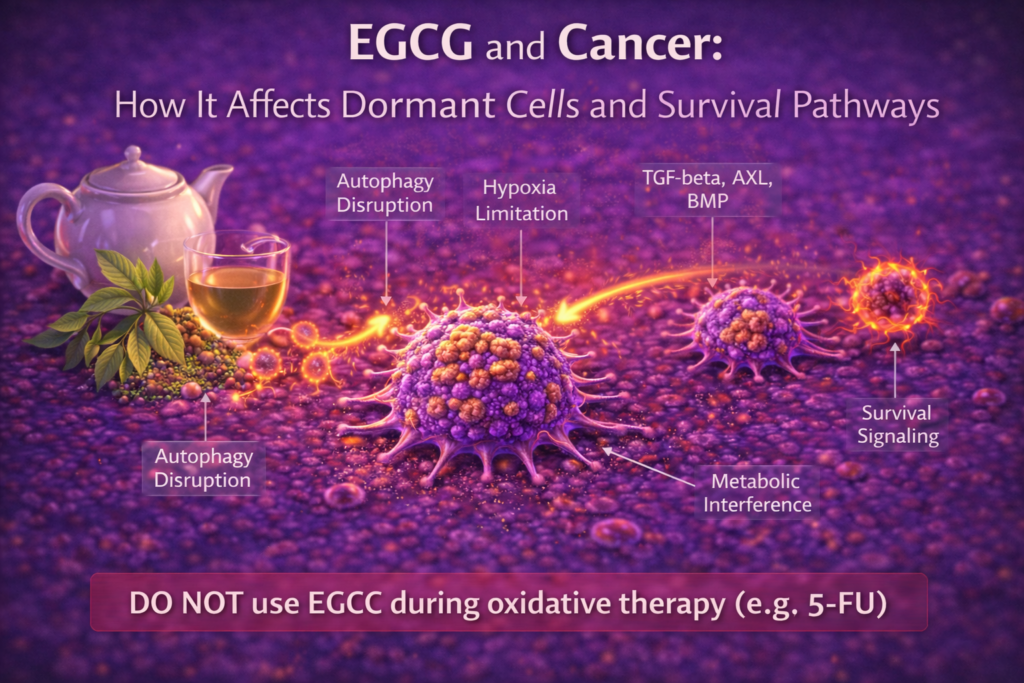 egcg green tea compound affecting cancer cell dormancy and survival pathways diagram