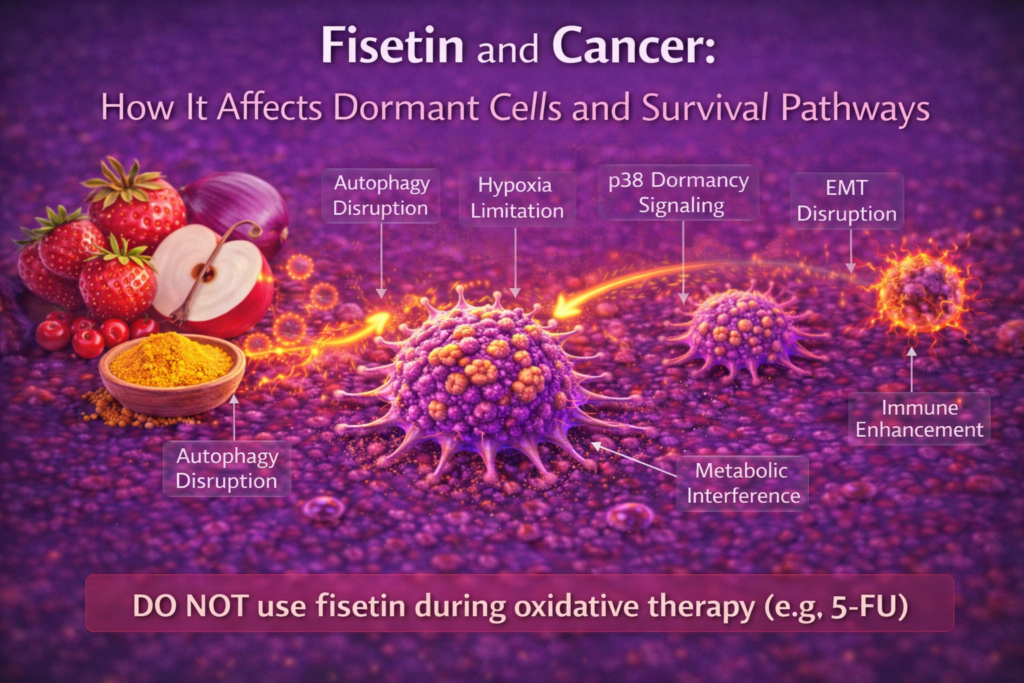 fisetin affecting cancer cell dormancy and survival pathways diagram