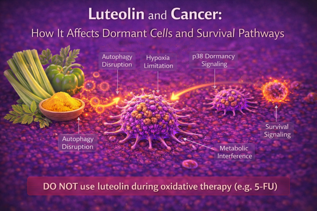 luteolin affecting cancer cell dormancy and survival pathways diagram