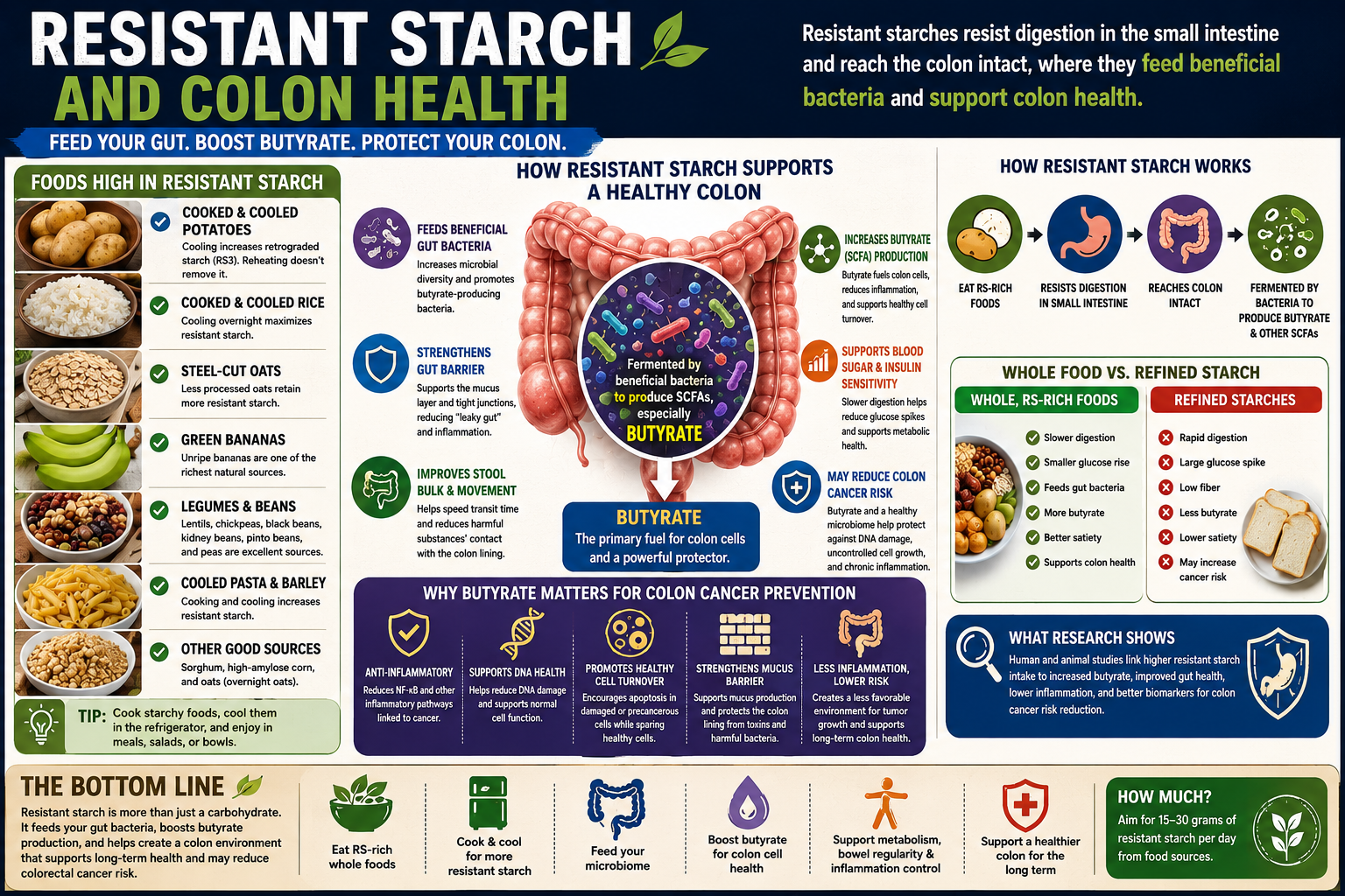 Medical infographic showing how resistant starch supports colon health through butyrate production, beneficial gut bacteria, blood sugar regulation, gut barrier integrity, and reduced inflammation.